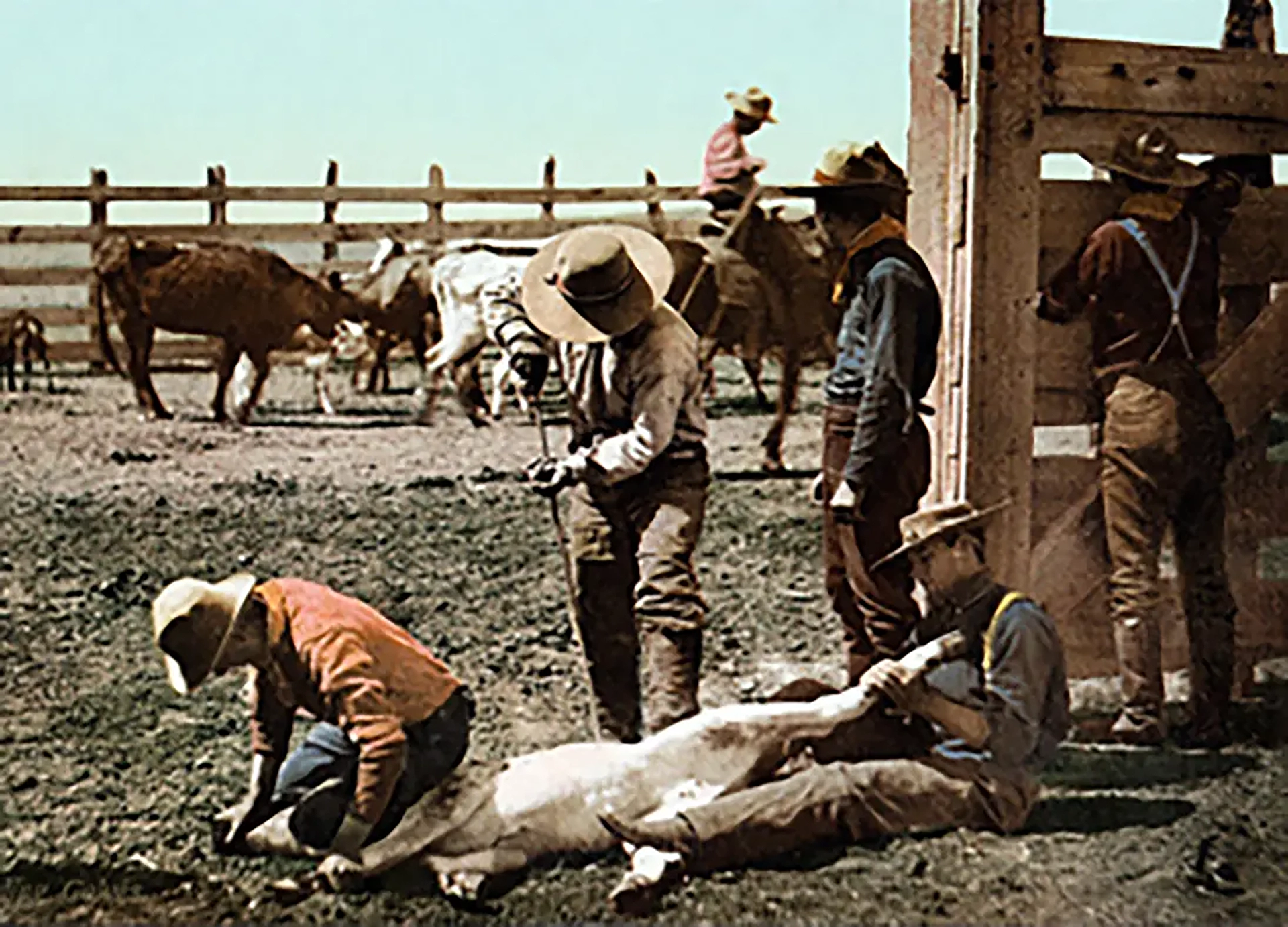 ‘Wild-West’ cowboys branding cattle on a ranch