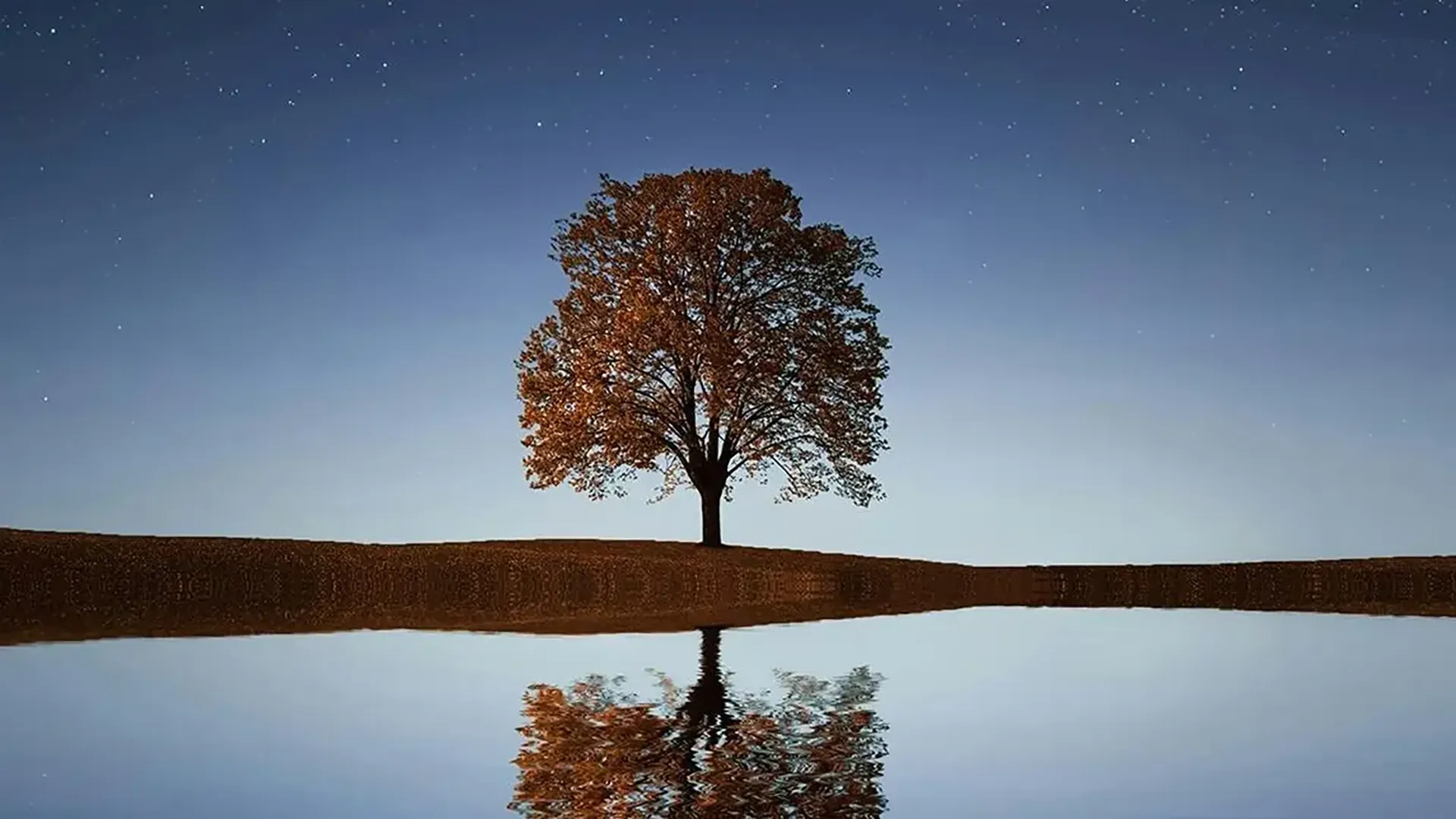 Solitary tree set against a dramatic night sky