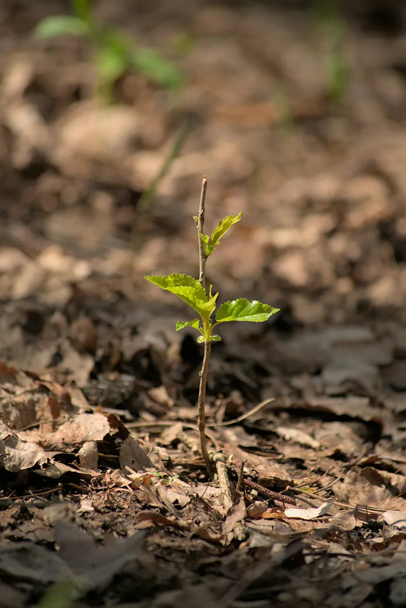 Close up of sapling in muddy soil